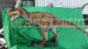 Fiberglass dinosaur toy