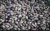 jatropha oil seed