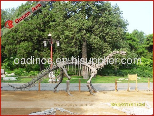 Dinosaur skeleton for exhibition