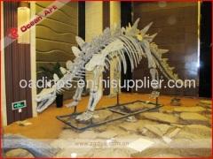 Attractive real dinosaur fossils