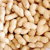 Supply Chinese peanut in shell