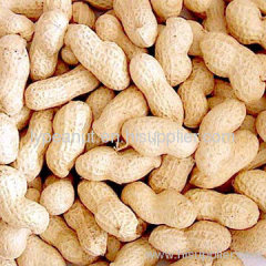 Supply Chinese peanut in shell