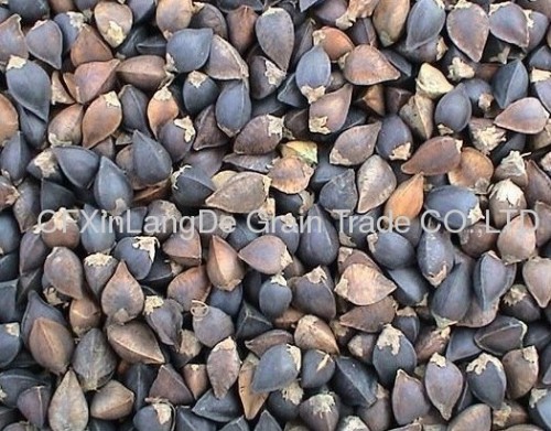 2012 buckwheat kernels