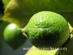 Fresh Green Lemons