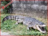 Static fiberglass animal statue_crocodile