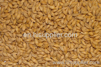 Barley