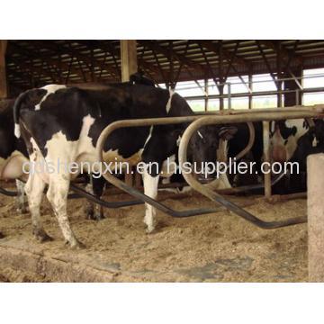 Cattle Farm Equipment Cattle Stall