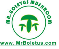 Fresh Boletus Edulis Whole Mushroom-Grade A (2-4CM) 111102