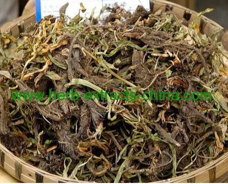 Jatamansi Root Essential Oil