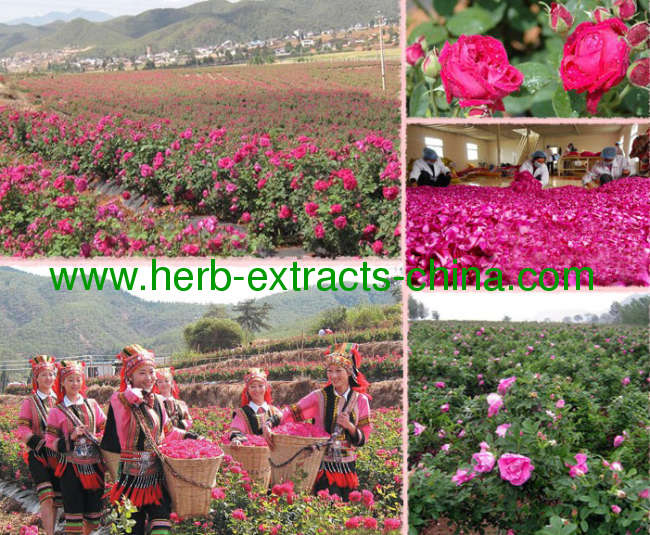 Fragrance Oil Rose Essential Oil