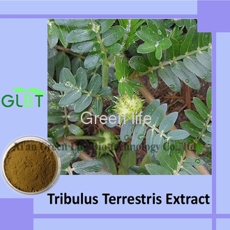 Tribulus Terrestris Extract