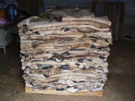 Raw WET SALTED COW HIDES Compare Raw WET SALTED COW HIDES