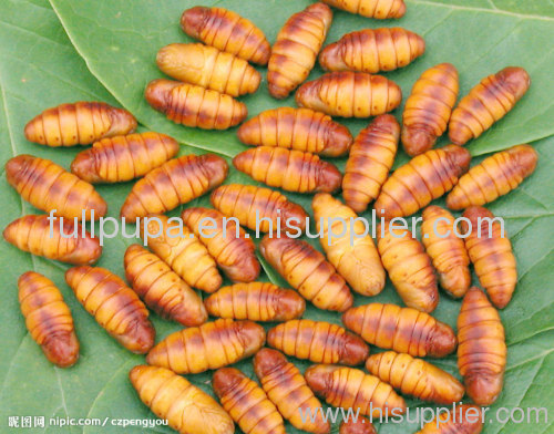 Silkworm Chrysalis Silkworm Pupa