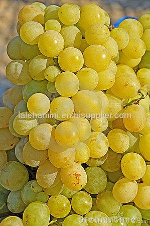white grape juice concentrate