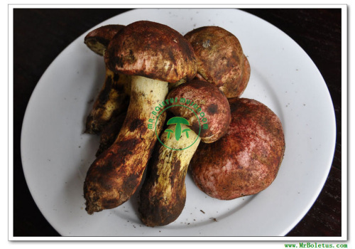 Fresh Boletus Edulis