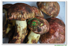 Fresh kind bolete