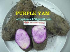 Fresh Purple Yam from Vietnam