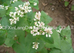 Roasted buckwheat kernel