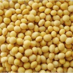 Soybean Isoflavones Extract