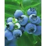 Blueberry Anthocyanin