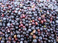 Elderberry Concentrate