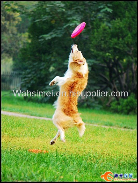 2012 Fashion design silicone flying disc for pet