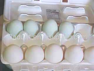 White Chicken eggs