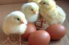 Fertile Chicken Hatching Eggs