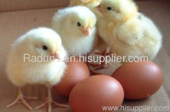 Fertile Chicken Hatching Eggs