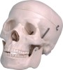 Human Skull