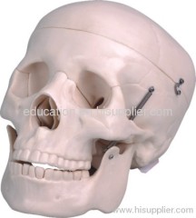 Human Skull