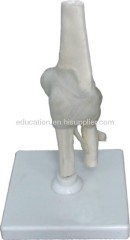 Human Elbow Joint