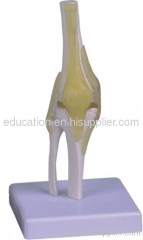 Knee Jonit Model