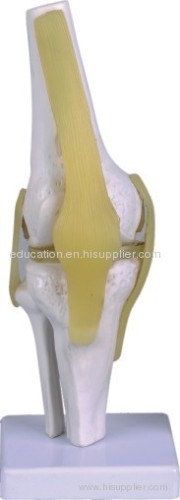 Knee Joint Model