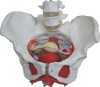 Female Pelvis with Muscles and Organs