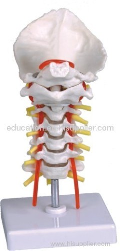 Human Cervical Spinal Column