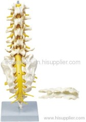 Lumber Vertebra Sacrum Bone with Spinal Nerves