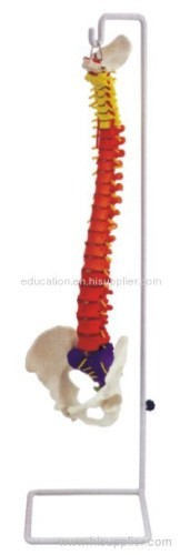 Flexible Spinal Column, Colored