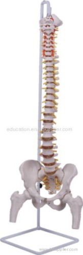 Classic Flexible Spinal Column with Femur