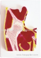 Section Model of Hip Joint