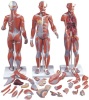 Human Muscle Model