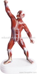 Human Muscle Figure