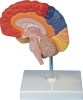 Human Brain, Half