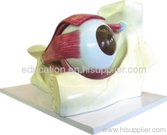 Human Eye Model