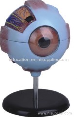 Human Eye Model