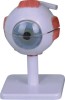 Human Eye Model