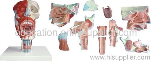 Anatomical Model of Nose,Mouth,Pharynx and Larynx