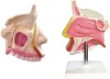 Nasal Cavity