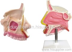 Nasal Cavity