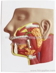 Model of Salicary Glands